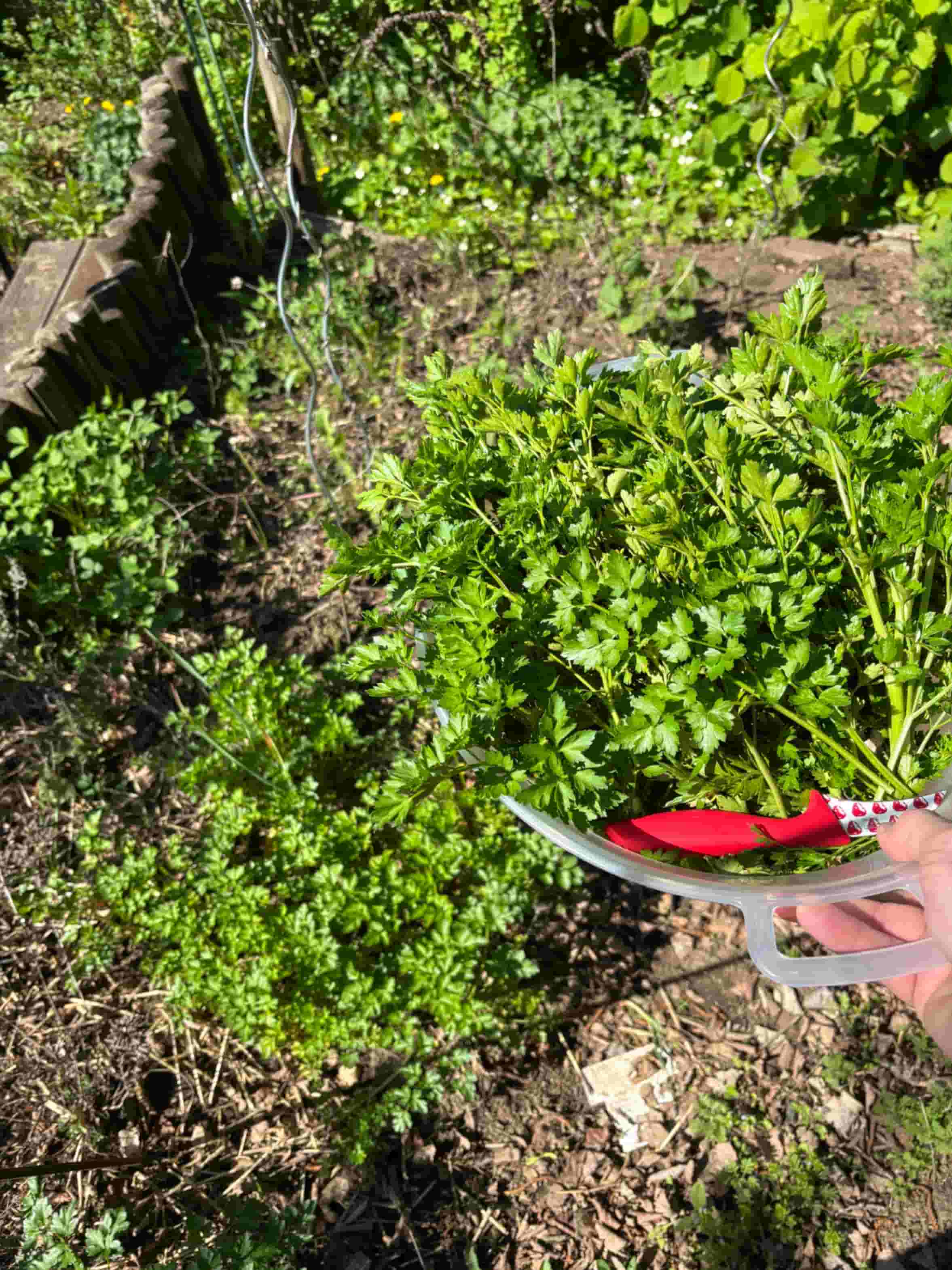 Salsa Verde Recipe Image