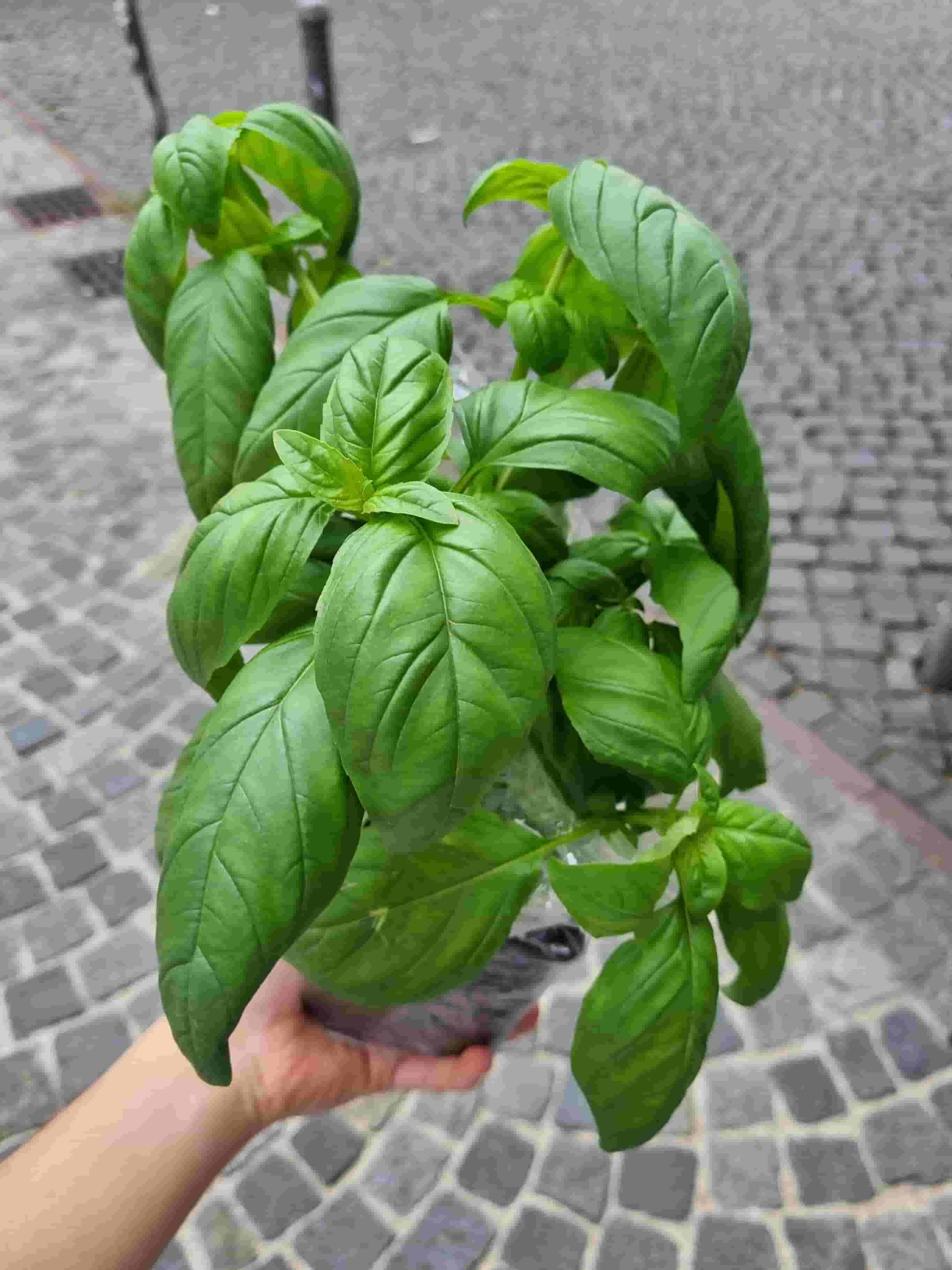 Биволска моцарела с пресни чери домати Recipe Image