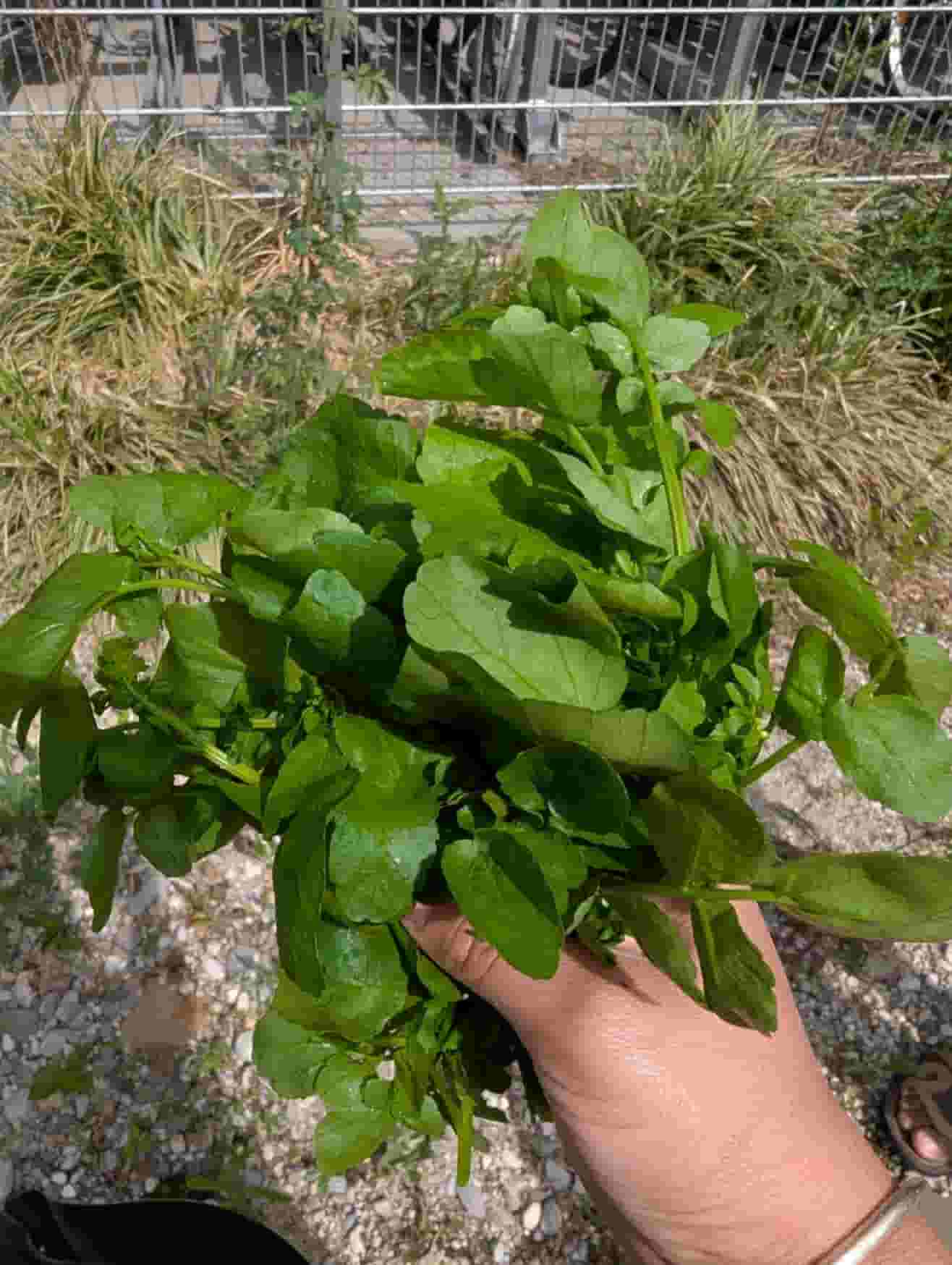 Salsiccia con Berros Recipe Image