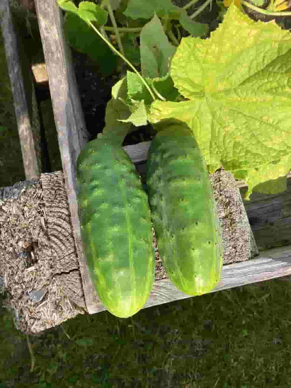 Salted Cucumbers Recipe Image