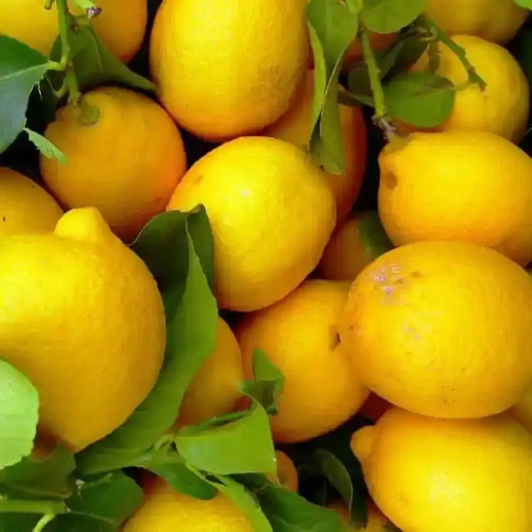 Bild für Limoncello Spritz