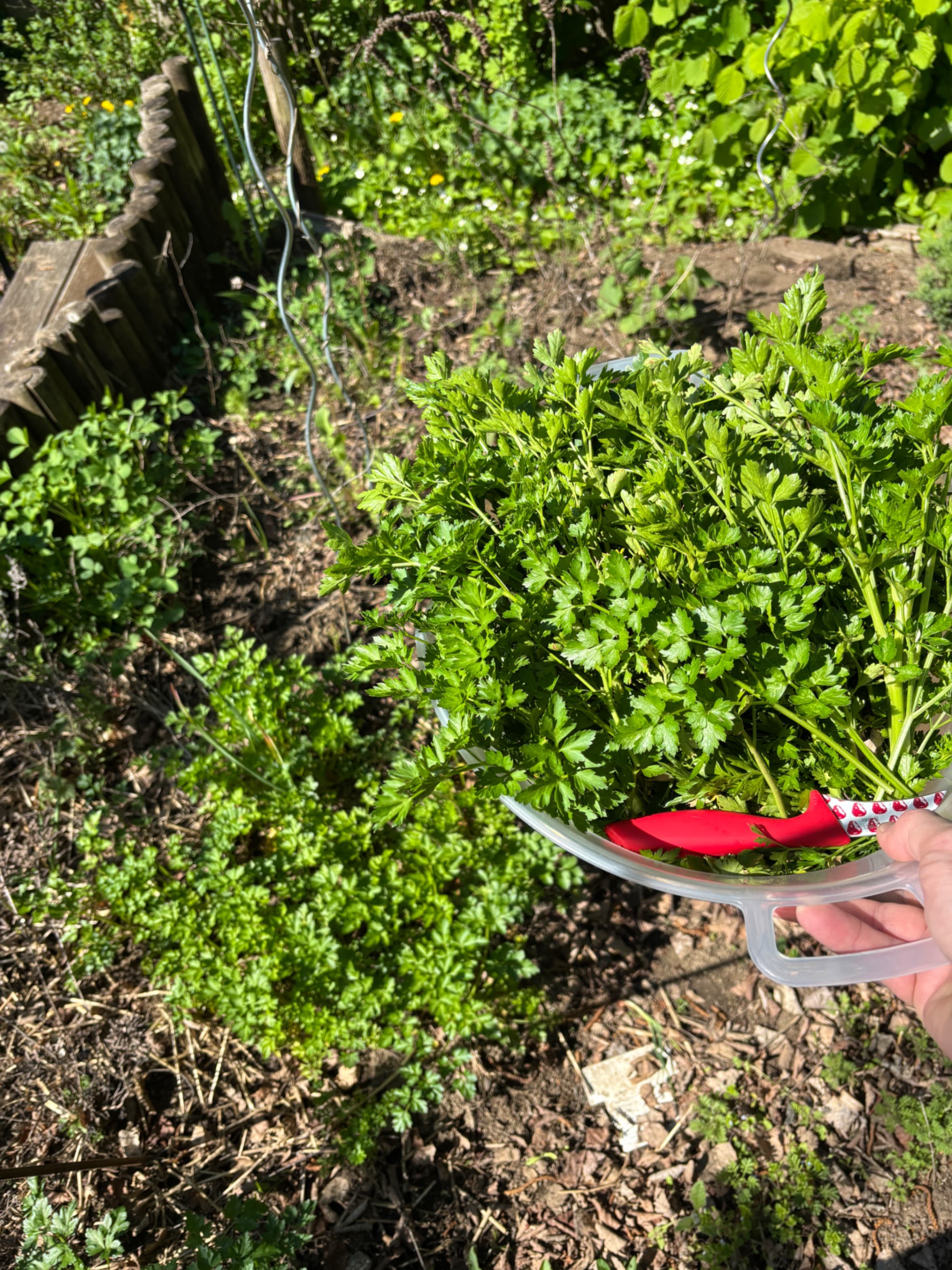 Salsa VerdeRecipe Image