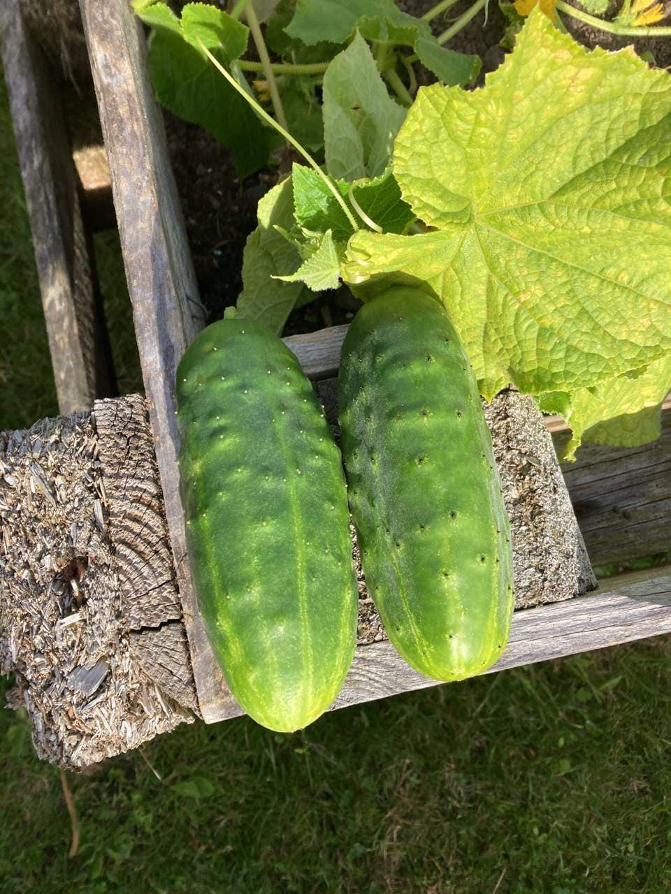 Salted CucumbersRecipe Image
